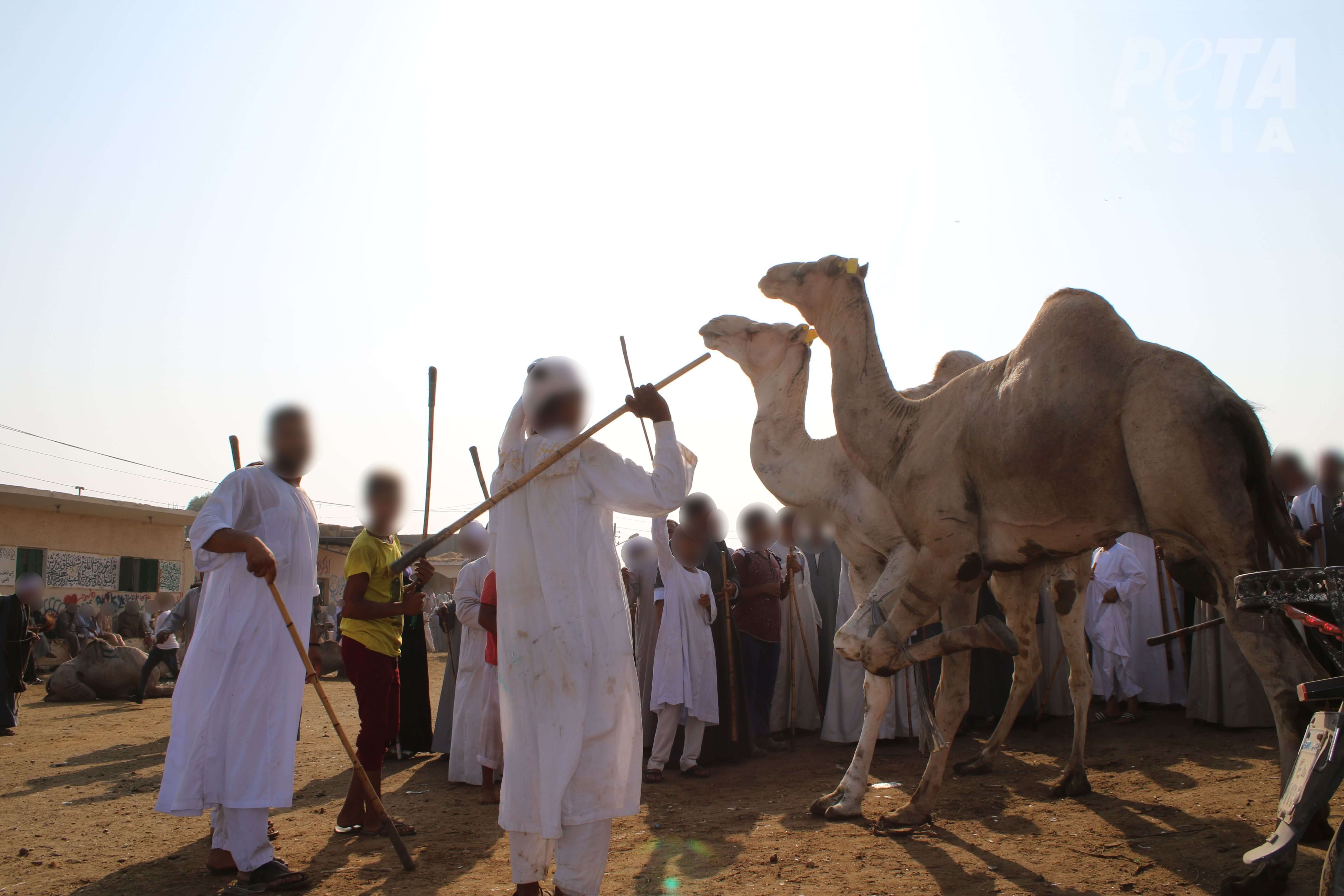 MISE À JOUR : Trois personnes accusées d’avoir torturé des dromadaires en Égypte suite aux révélations de PETA