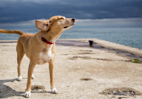 Nos conseils pour des vacances sereines avec votre chien
