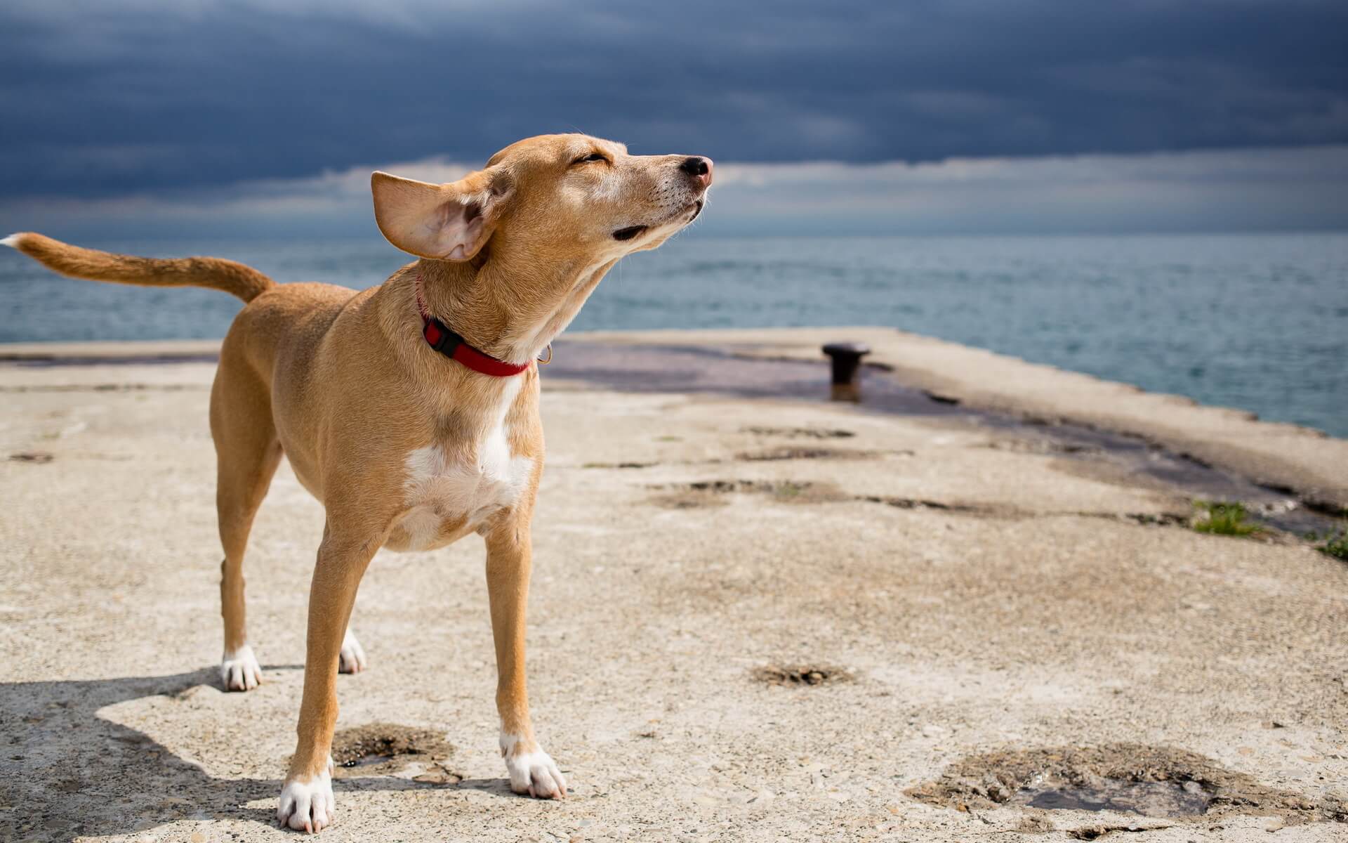 Nos conseils pour des vacances sereines avec votre chien