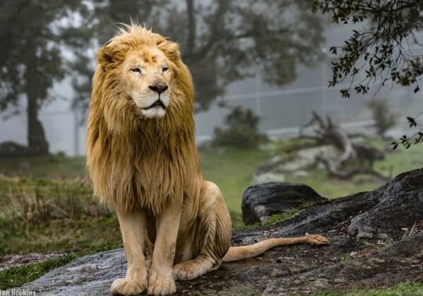 Un lion parrainé en l&rsquo;honneur de Jon Favreau pour son « Roi Lion » en images de synthèse