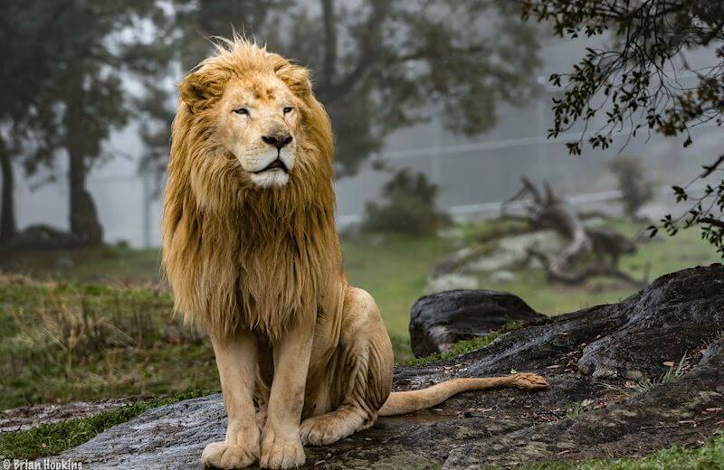 Un Lion Parrainé En Lhonneur De Jon Favreau Pour Son Roi