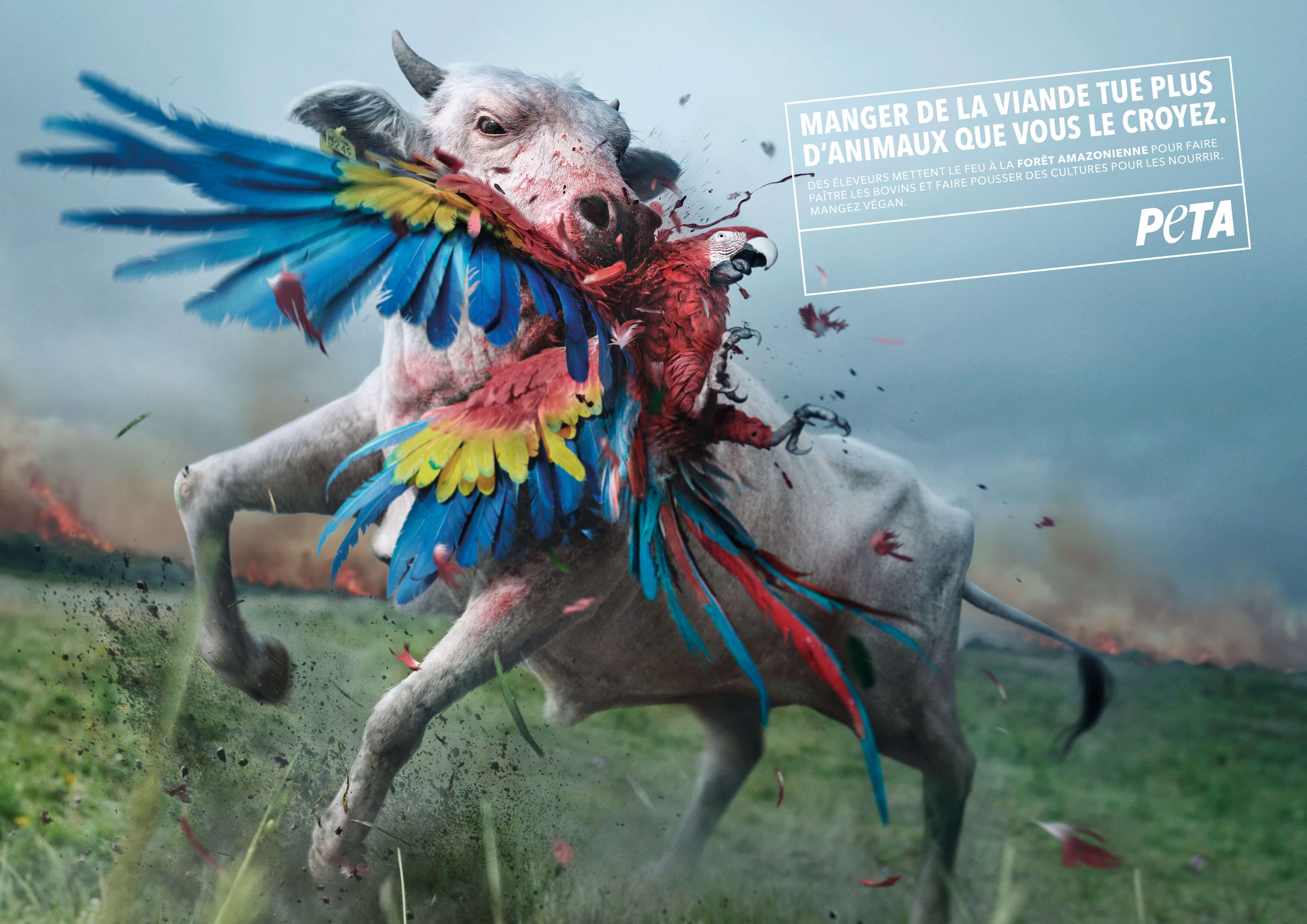 Une nouvelle publicité de PETA blâme les mangeurs de viande pour les incendies en Amazonie