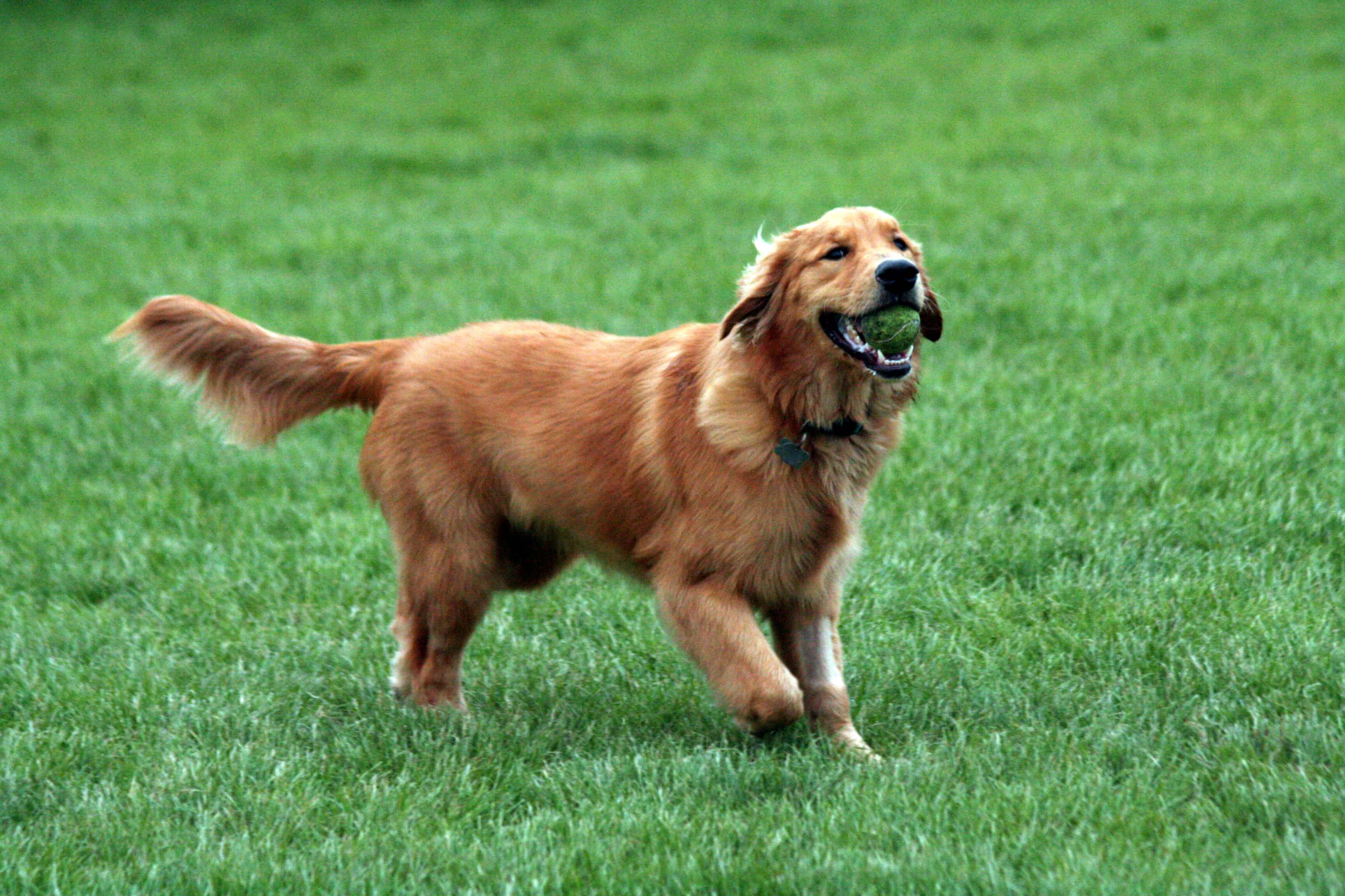 Victoire ! Texas A&M University n’élèvera plus de chiens atteints de dystrophie musculaire