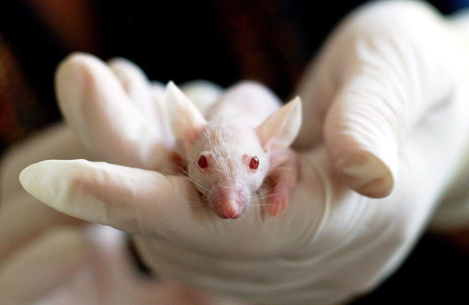 Tuer d’innombrables animaux aide-t-il réellement à traiter la maladie d’Alzheimer ? PETA propose une meilleure solution