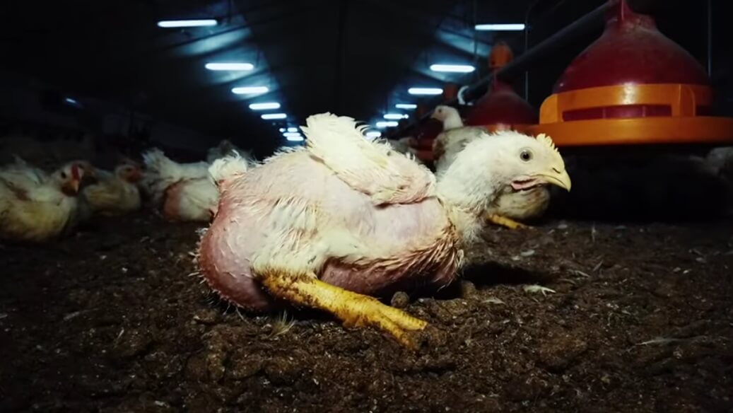 Voici à quoi ressemble un élevage de poulets en France