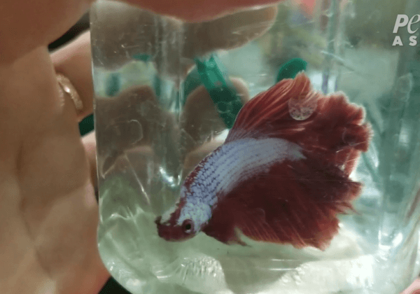 PETA Asie dévoile l’horreur du commerce mondial des poissons Betta