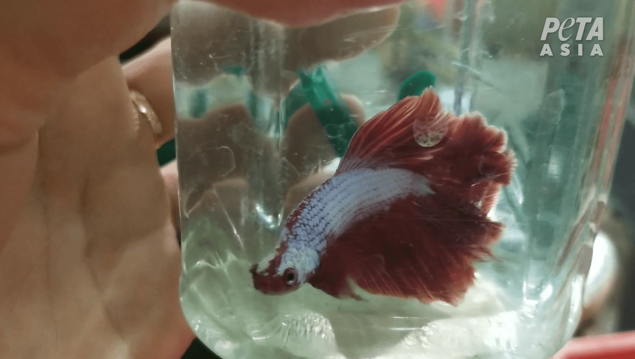 PETA Asie dévoile l’horreur du commerce mondial des poissons Betta