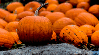 Cinq recettes véganes et horriblement savoureuses pour Halloween