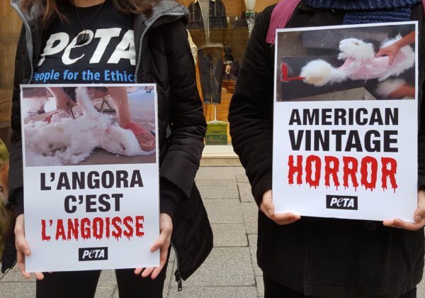 Pour Halloween, des militants de PETA rappellent toute l’horreur de l&rsquo;angora