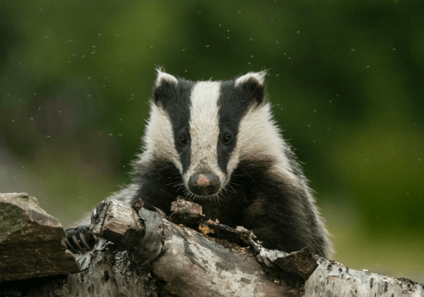 Le groupe L’Oréal arrête les pinceaux en poils d’animaux après la campagne de PETA États-Unis