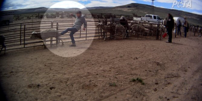 Nouvelle enquête de PETA États-Unis : des moutons frappés et malmenés pour la laine « durable »
