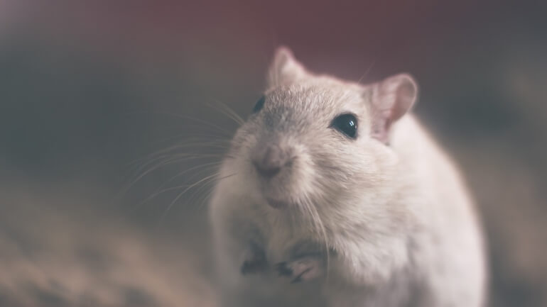 Victoire ! Pfizer interdit le test de nage forcée suivant une campagne de PETA