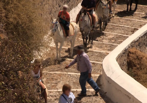 Nouvelles images de l’île de Santorin : la maltraitance des ânes et des mules continue