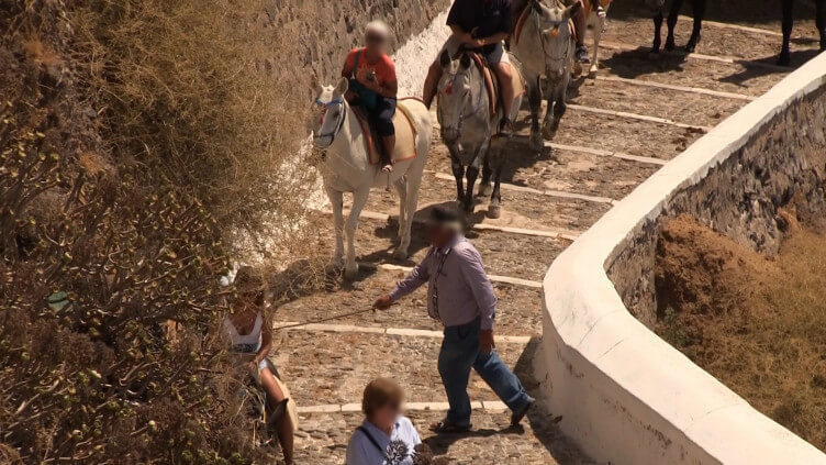 Nouvelles images de l&rsquo;île de Santorin : la maltraitance des ânes et des mules continue