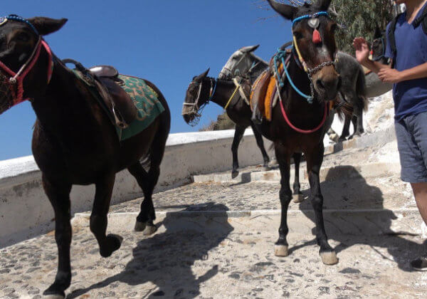 La souffrance des ânes et des mules à Santorin continue – agissez maintenant !