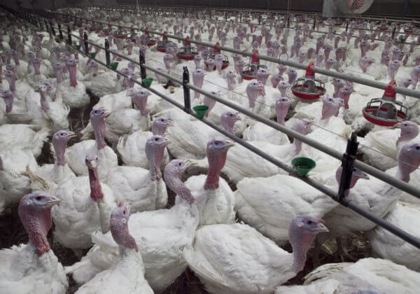 Les dindes vivent l’enfer avant d’être tuées pour Noël