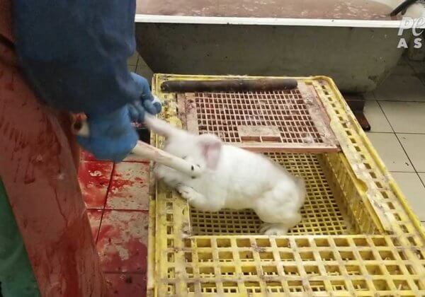Lapins battus avec des tuyaux, chinchillas électrocutés – aidez à mettre fin à cette cruauté !
