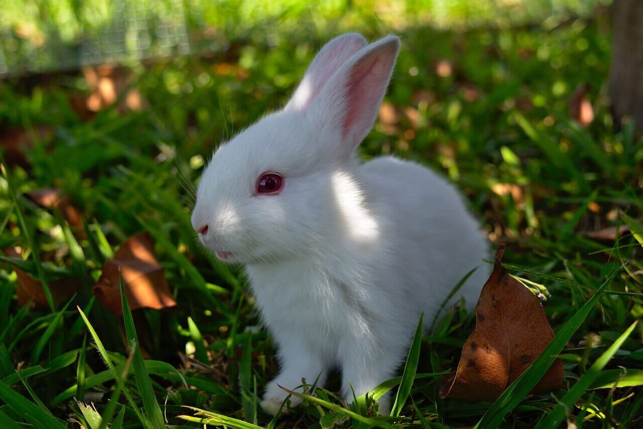 Excellente nouvelle ! Avon Products, Inc. prend des mesures pour cesser l’expérimentation animale