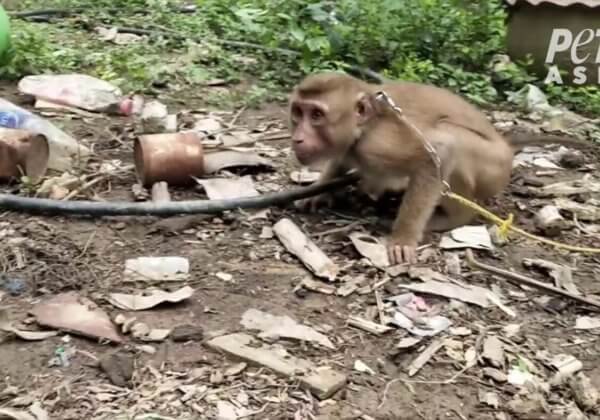 Tourmentés, rendus fous : des singes enchaînés ont-ils cueilli vos noix de coco ?