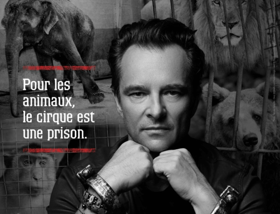 Chaînes aux poings, David Hallyday dénonce la cruauté des cirques avec animaux