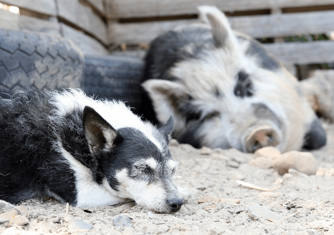 Nos animaux de compagnie aussi peuvent être végans ! - PETA France