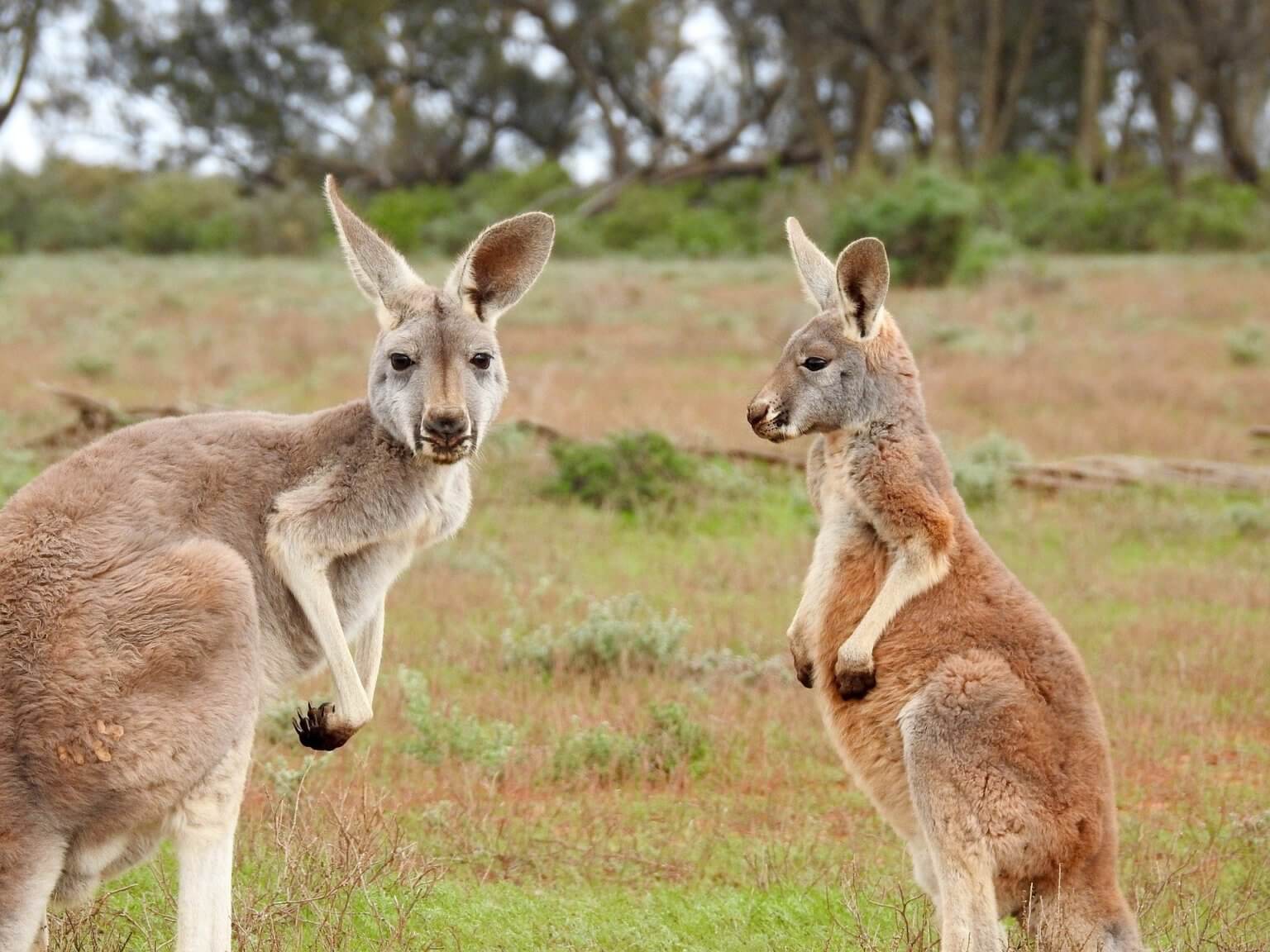 Bonne nouvelle : Paul Smith ne vendra plus de peau de kangourou