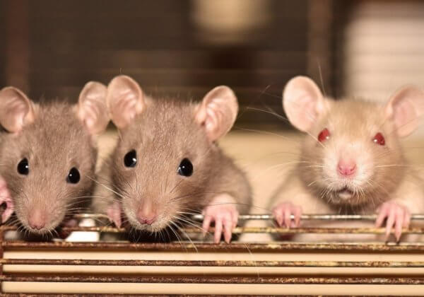 L&rsquo;année du Rat : voici quatre manières dont les rats souffrent dans les expériences et comment vous pouvez les aider