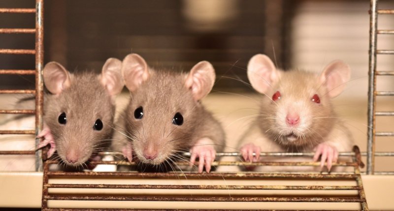Résumé d'une étude sur les différentes méthodes létales et la souffrance  des rats - PAZ