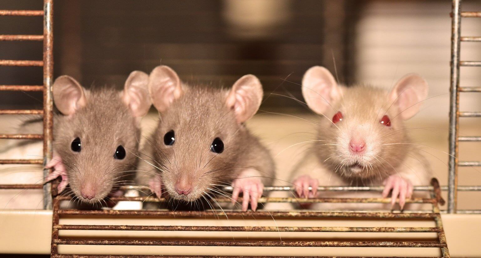 L’année du Rat : voici quatre manières dont les rats souffrent dans les expériences et comment vous pouvez les aider