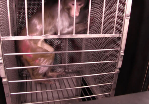 A l&rsquo;intérieur d&rsquo;un laboratoire de la peur : des singes au cerveau endommagé terrorisés par des « serpents »