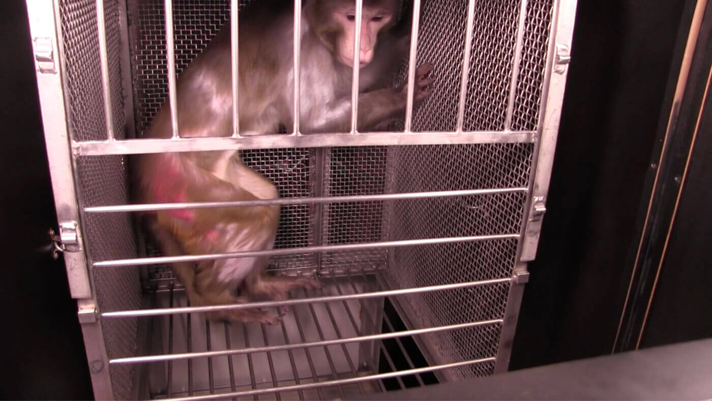 A l’intérieur d’un laboratoire de la peur : des singes au cerveau endommagé terrorisés par des « serpents »
