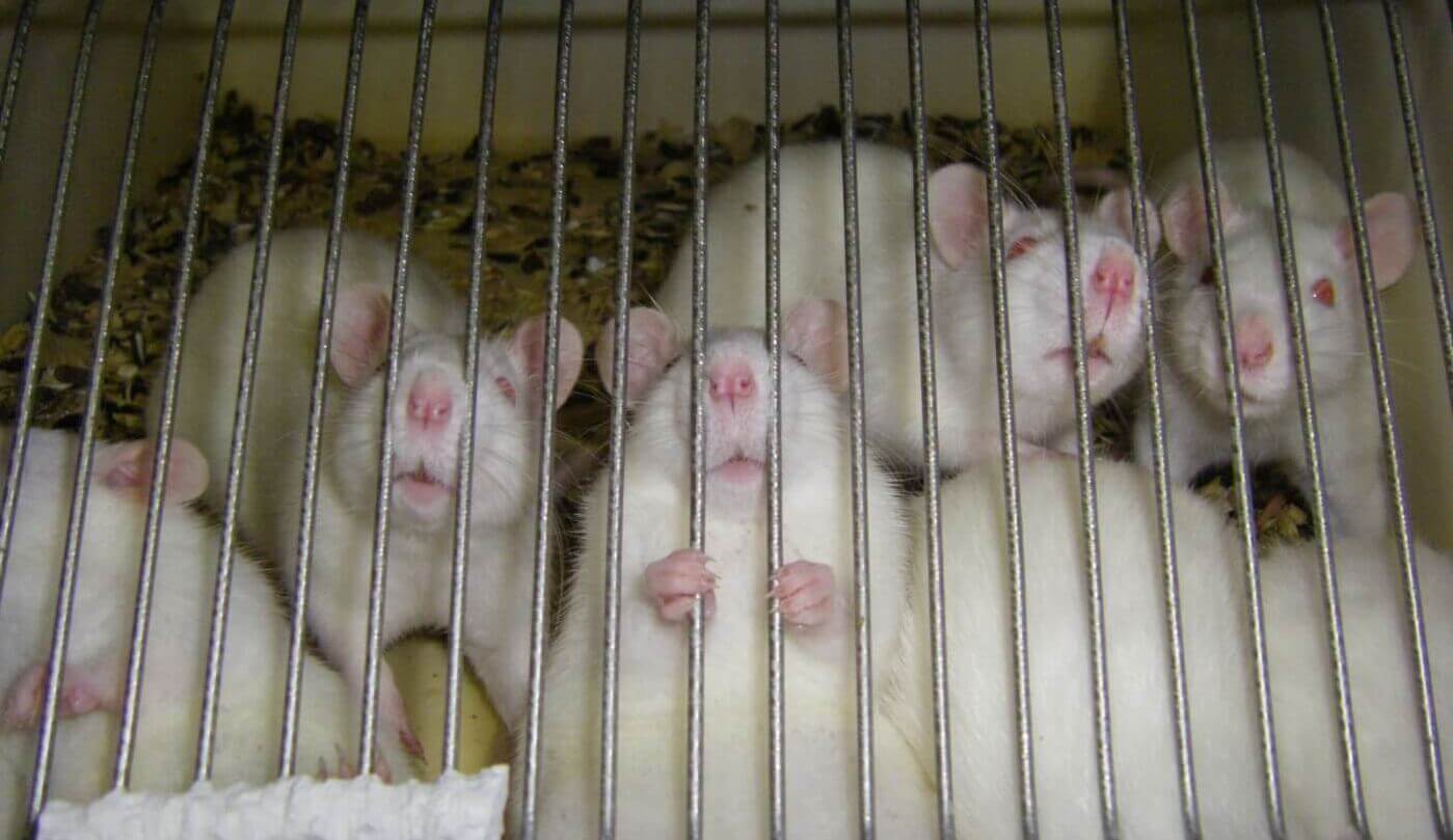 1,64 millions de procédures effectuées sur des animaux en France en 2020