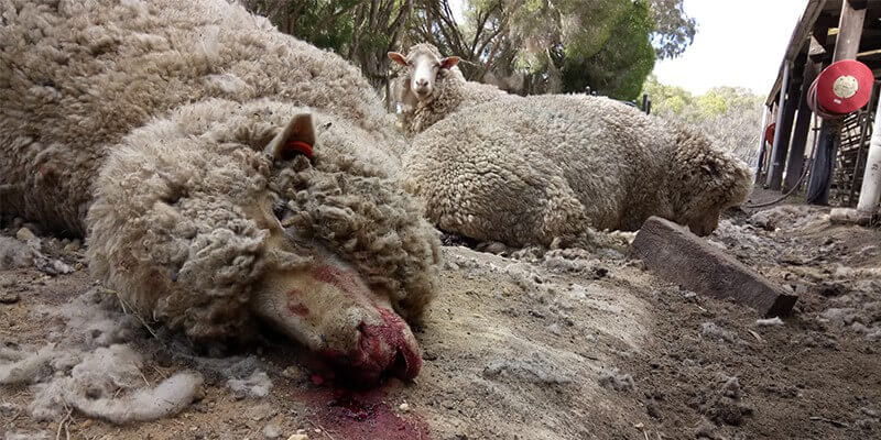 Nouvelles révélations : 5ème enquête sur l’industrie de la laine en Australie – semble-t-il que quelque chose ait changé ?