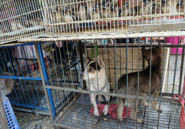 URGENT : aidez à fermer les marchés d’animaux vivants qui engendrent des maladies mortelles