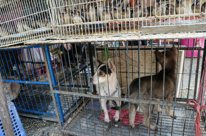 En Corée du Nord les chiens seraient réquisitionnés afin d’être mangés