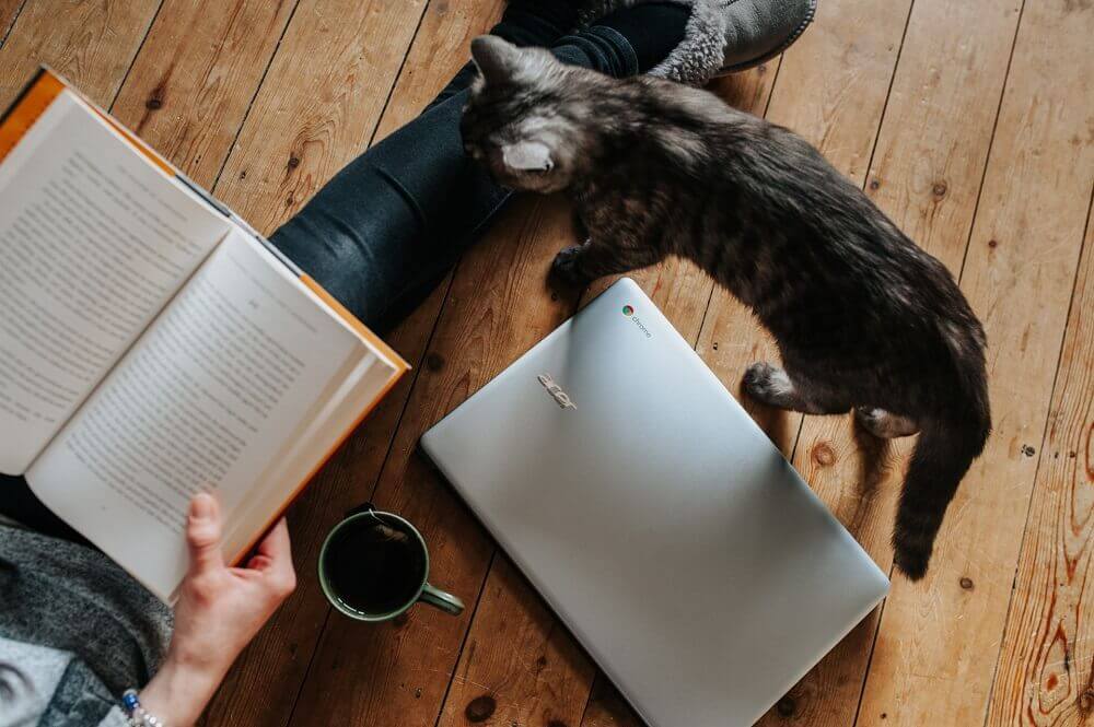Guide de PETA pour agir au quotidien pour les animaux pendant le confinement
