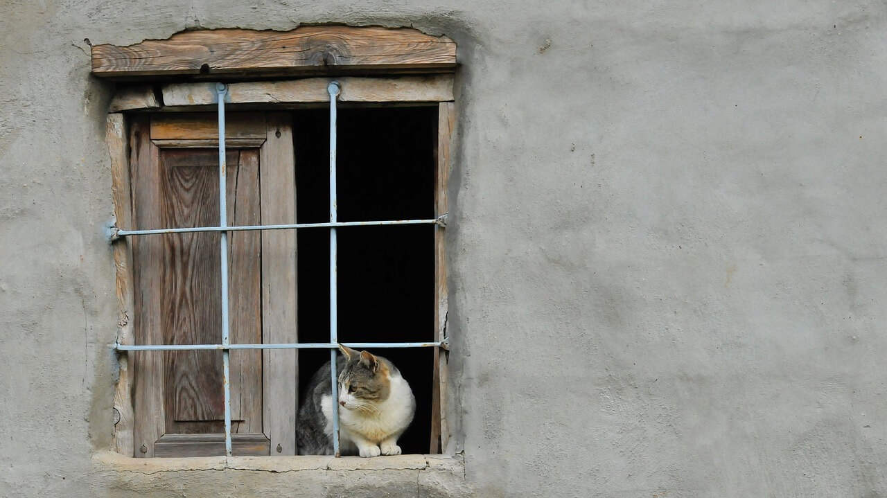 Comment prendre soin de ses animaux en période de confinement