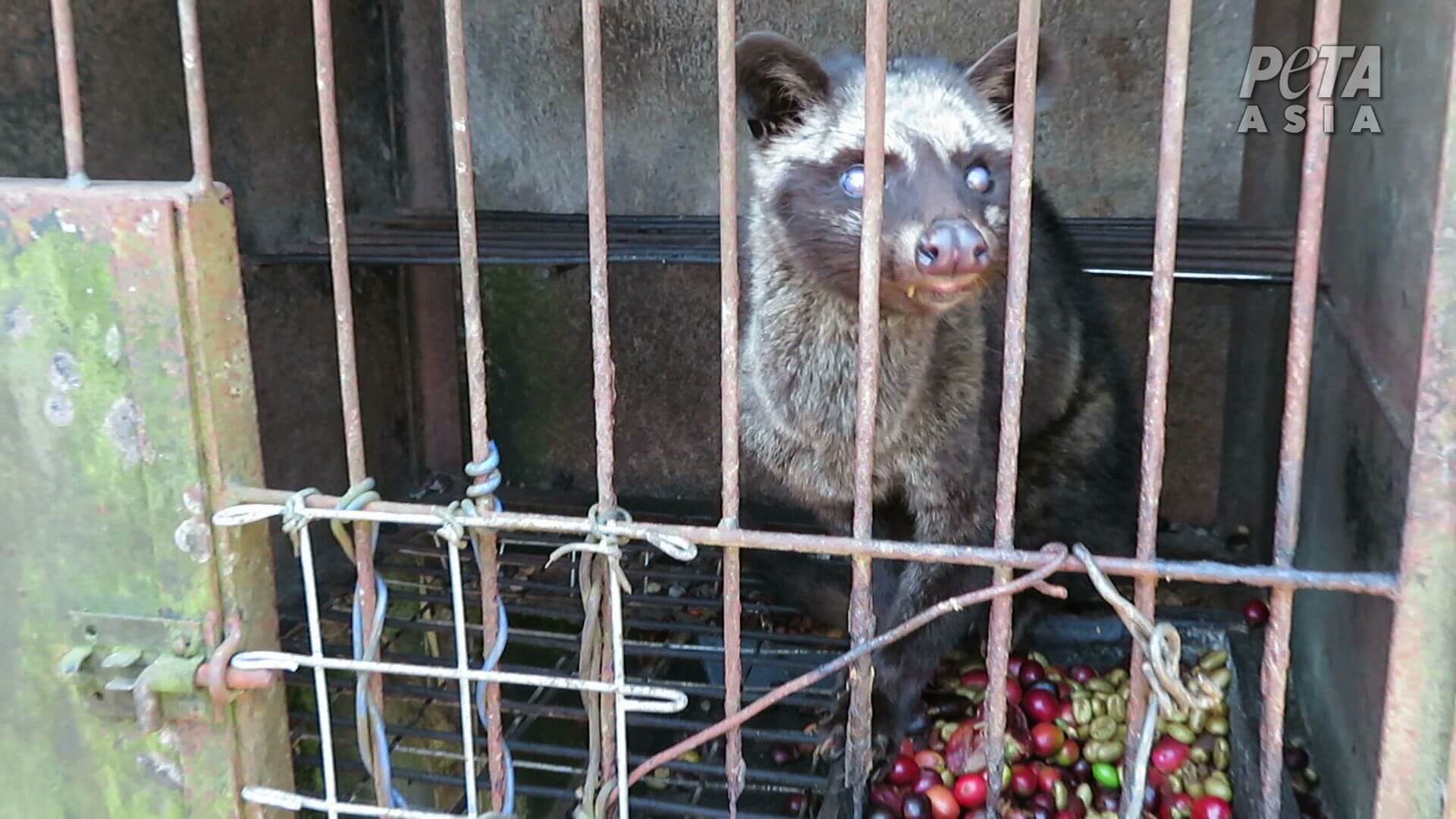Nouvelle investigation : le café qui pourrait causer la prochaine pandémie