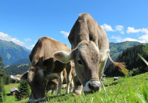 Combien d&rsquo;animaux allez-vous sauver en devenant végan ?