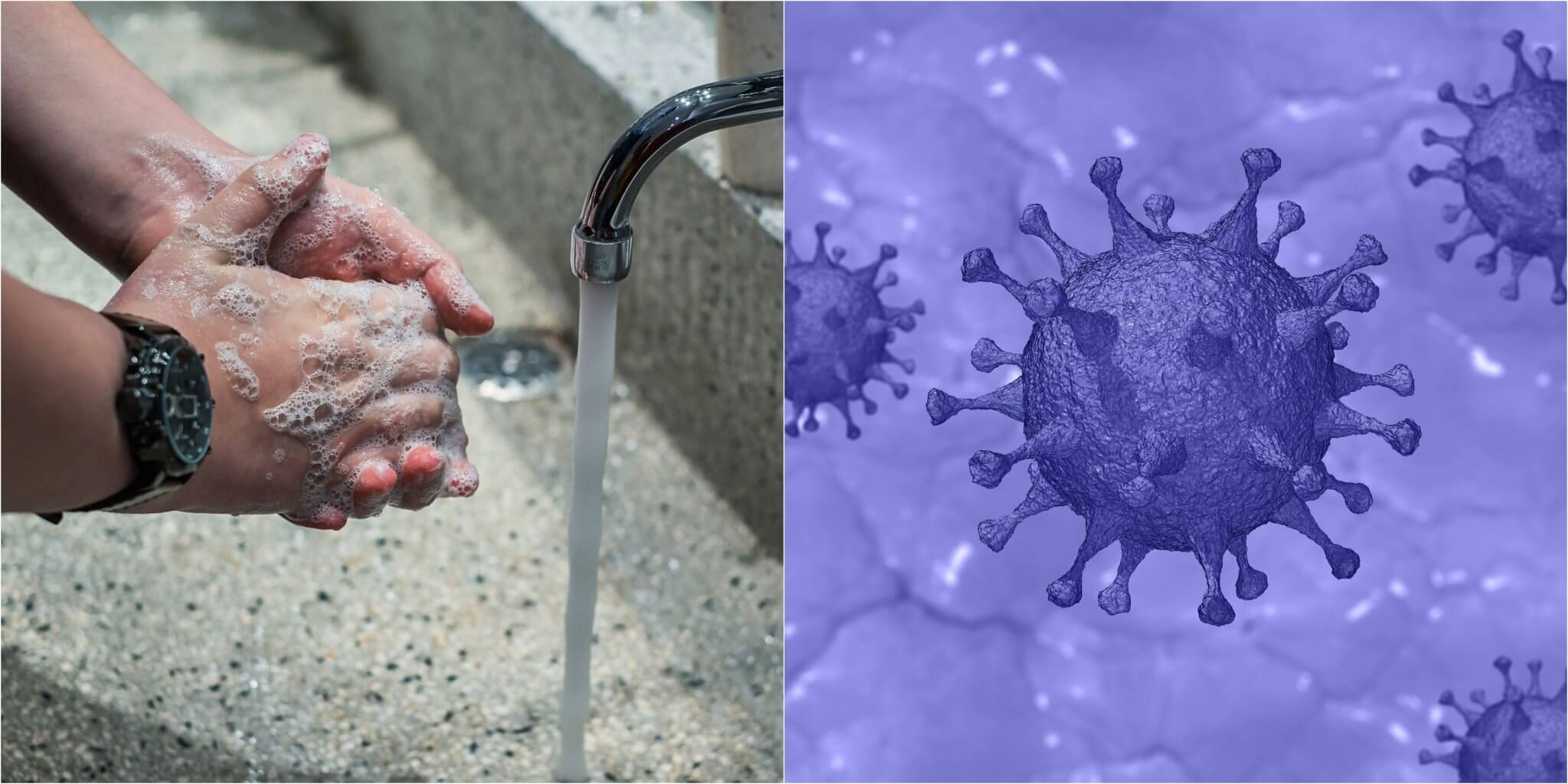PETA démêle le vrai du faux concernant le lien entre la viande et le coronavirus
