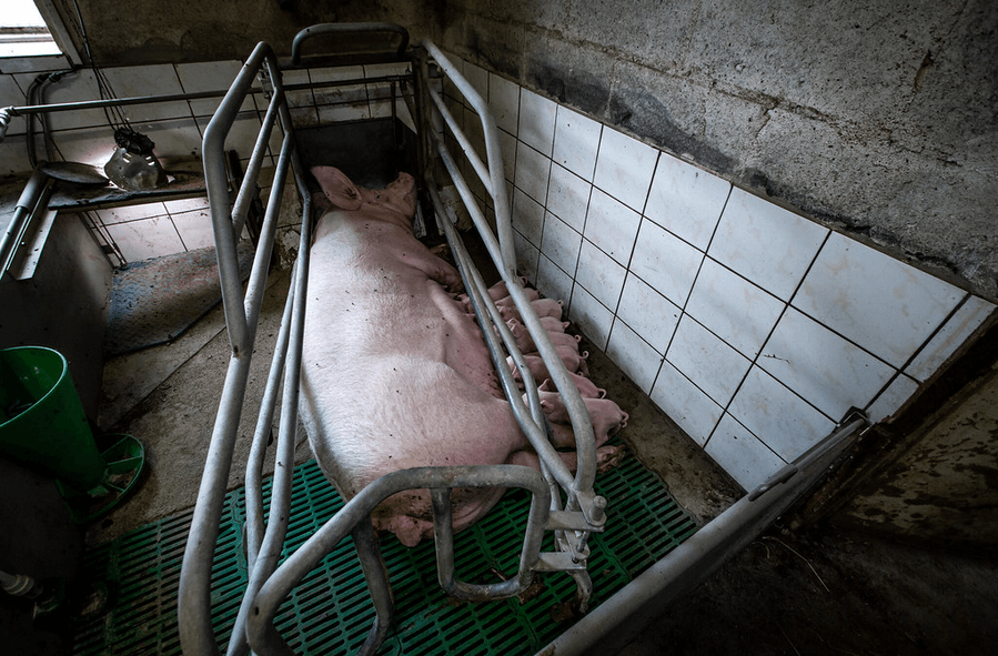 Journée mondiale contre l’exploitation sexuelle : une violence qui touche les personnes humaines mais aussi animales