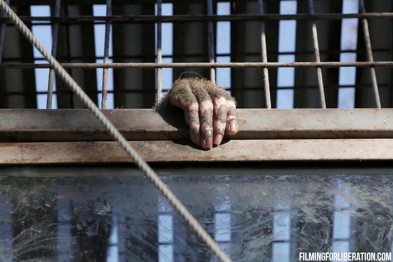 Le confinement des animaux en captivité : une vie en prison