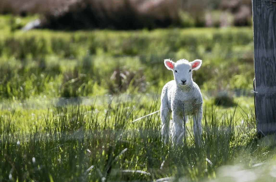 Pour de joyeuses Pâques, laissons leurs vies aux agneaux