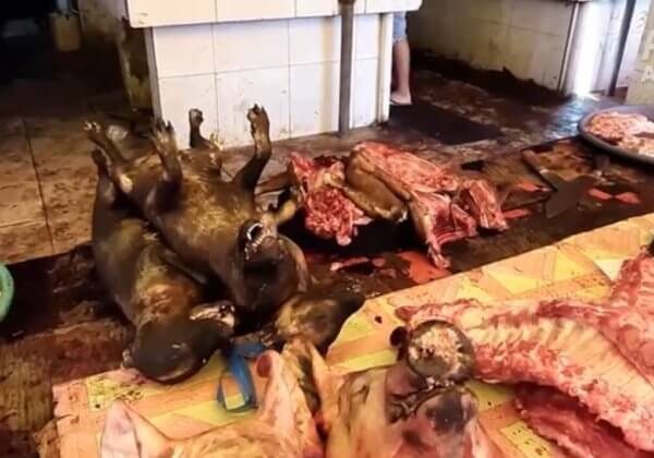 VIDÉO : une enquête de PETA Asie révèle que les « marchés humides » sont toujours ouverts