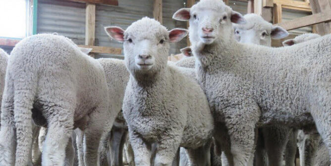 PETA États-Unis investit dans le futur des moutons et des chèvres pendant la crise du marché boursier