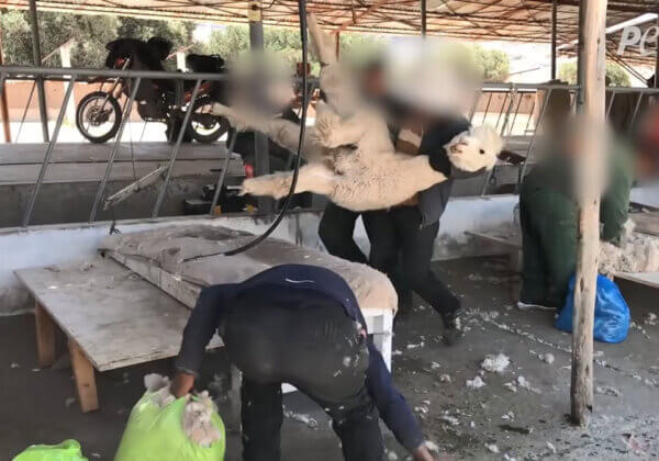 La cruauté de la laine d&rsquo;alpaga – infiltration inédite