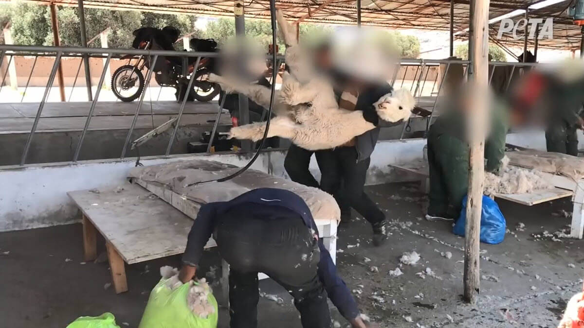 La cruauté de la laine d&rsquo;alpaga – infiltration inédite