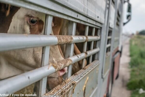 Demandez à la Commission européenne d’interdire l’exportation d’animaux vivants