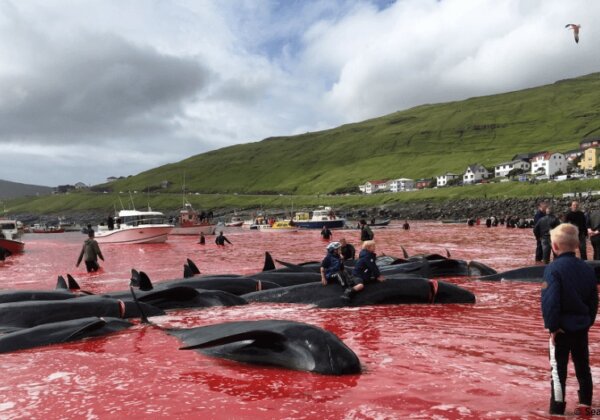 Mettez fin au massacre des dauphins et des baleines dans les îles Féroé