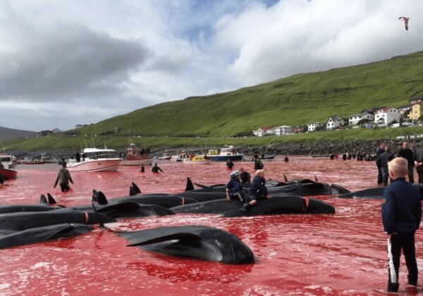 Îles Féroé : 6 façons d’aider les dauphins